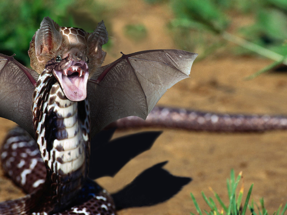 Photoshop Design by clb1122 for DesignCrowd (Community Contests) | Design #8993505