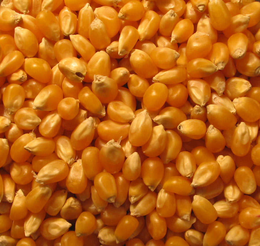 Photography by clb1122 for DesignCrowd (Community Contests) | Design #8994061