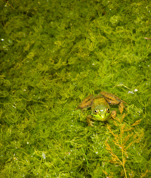 Fotografie von ajflyingfrog für DesignCrowd (Community Contests) | Design #8993972