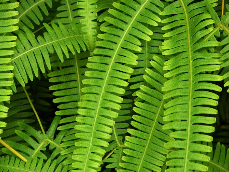 Photography by crattay21cuc for DesignCrowd (Community Contests) | Design #8993811