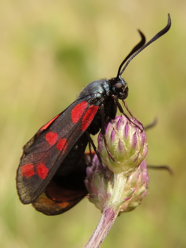 Fotografie von mzmzmzmz für DesignCrowd (Community Contests) | Design #8997058