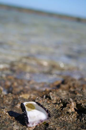 Photography by Shandra for DesignCrowd (Community Contests) | Design #8990857