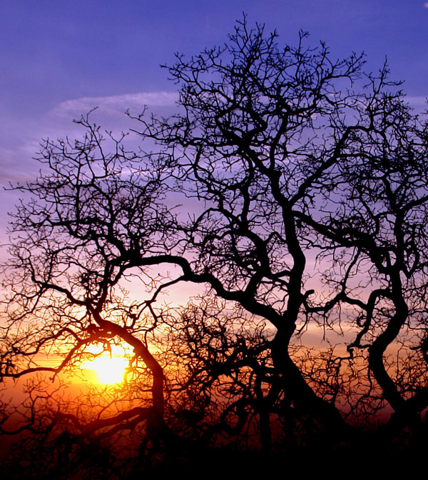 Photography by ljvgtj for DesignCrowd (Community Contests) | Design #8989380