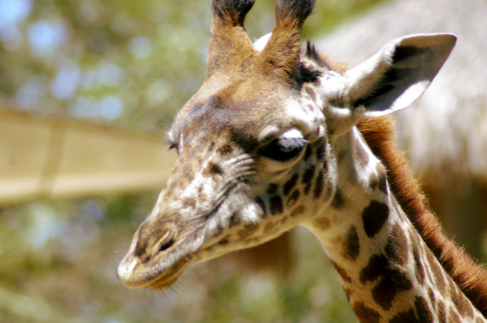 Fotografía por arttrainer para DesignCrowd (Community Contests) | Diseño #8990903