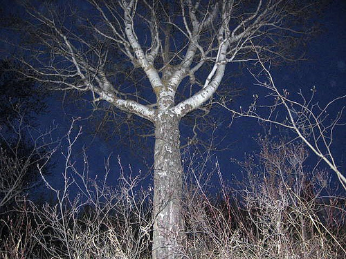 Fotografía por MissMea para DesignCrowd (Community Contests) | Diseño #8989411