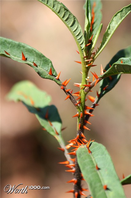 Photography by crgnjul