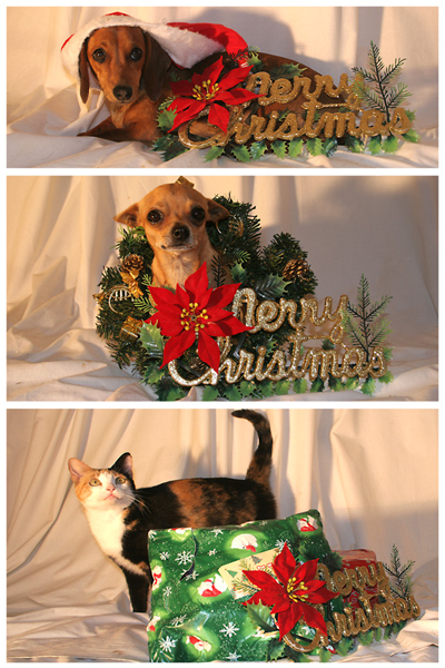 Photography by savagebrut for DesignCrowd (Community Contests) | Design #8995135