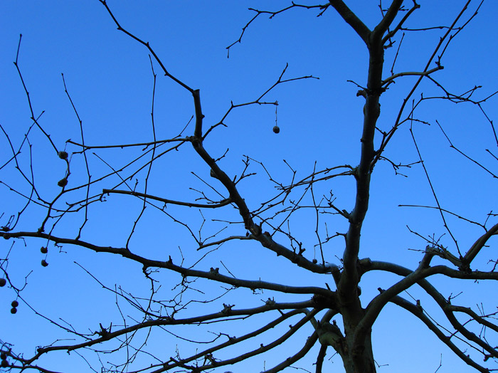 Fotografía por VikiBond para DesignCrowd (Community Contests) | Diseño #8989489