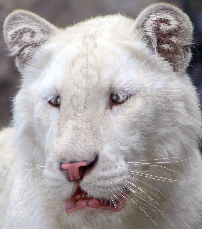 Diseño de Photoshop por nome63 para DesignCrowd (Community Contests) | Diseño #8993269