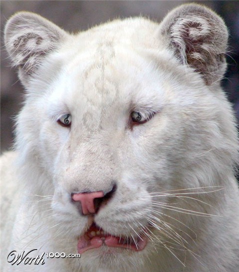 Photoshop Design by nome63