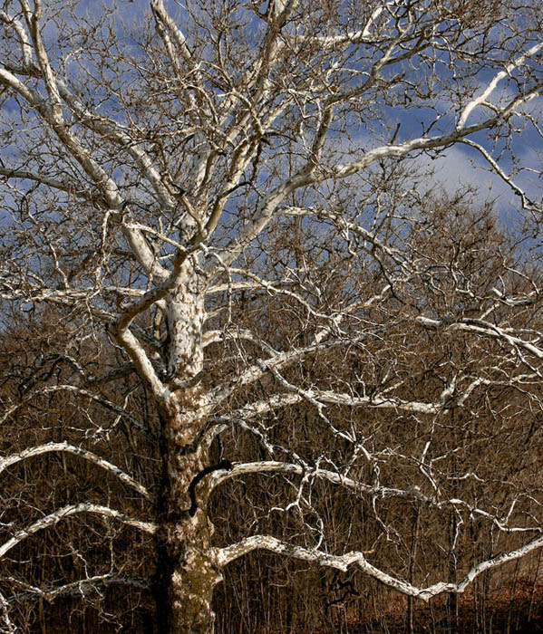 Photography by corgijump for DesignCrowd (Community Contests) | Design #8989502