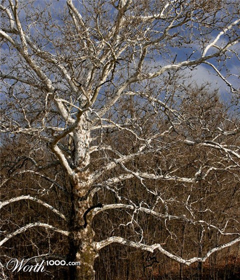 Photography by corgijump