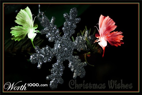 Photography by mangoq