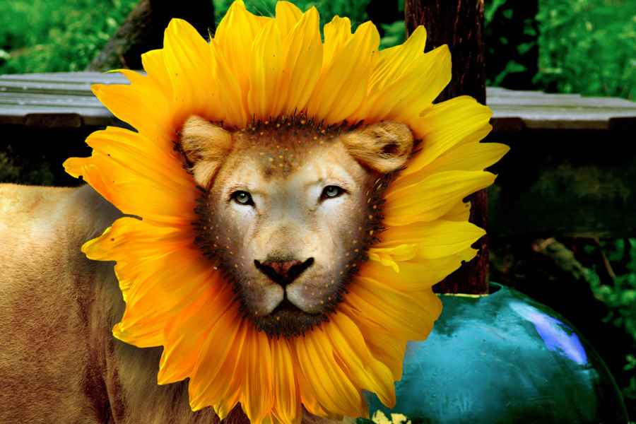 Diseño de Photoshop por Anarch para DesignCrowd (Community Contests) | Diseño #8995069