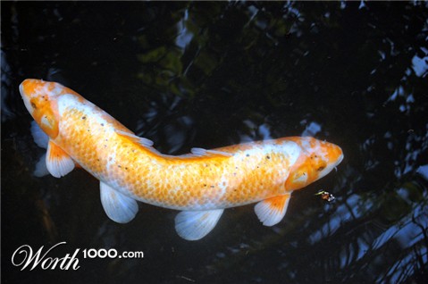 Photoshop Design by zsolesz92