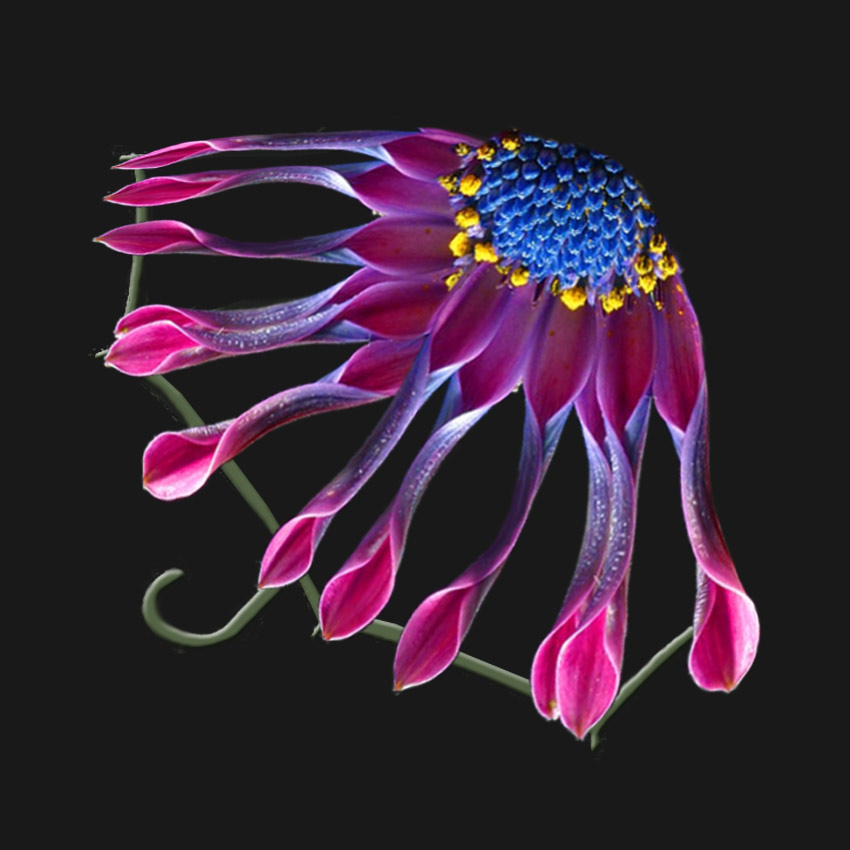 Diseño de Photoshop por kwize53 para DesignCrowd (Community Contests) | Diseño #8995105