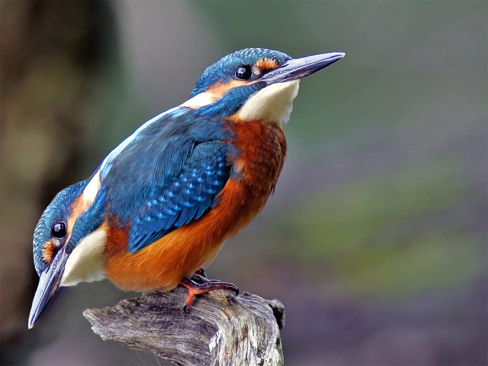 Photoshop Design by underworth for DesignCrowd (Community Contests) | Design #8993591