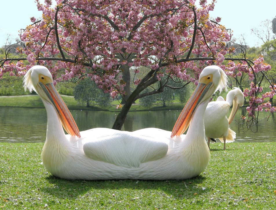 Design Photoshop par sugarcane pour DesignCrowd (Community Contests) | Design #8993582