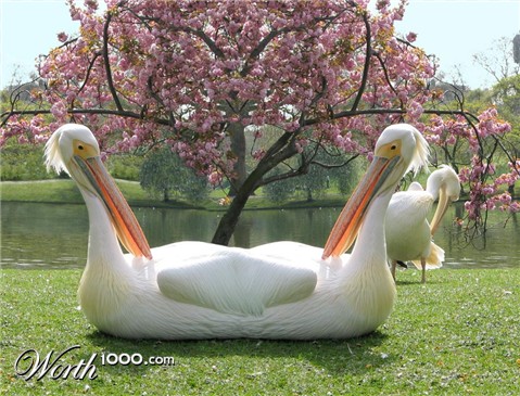 Photoshop Design by sugarcane