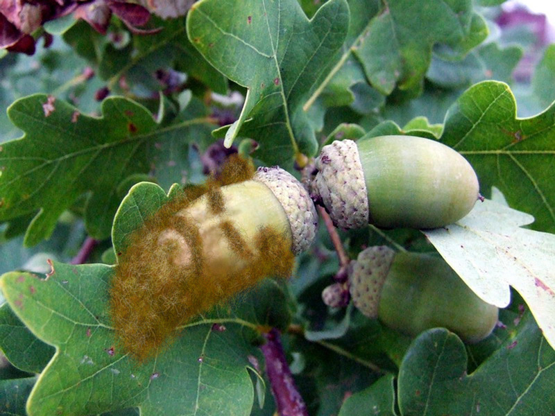 Design Photoshop par Bastrofski pour DesignCrowd (Community Contests) | Design #8992910