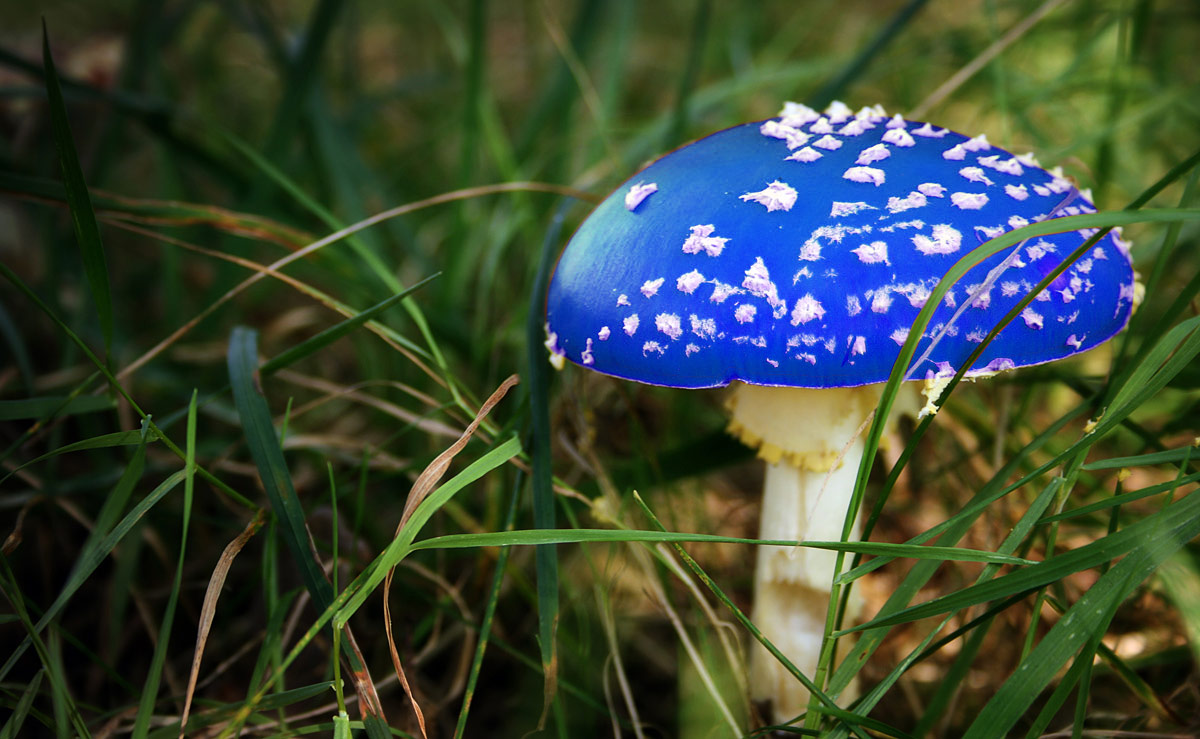 Design Photoshop par Obruni pour DesignCrowd (Community Contests) | Design #8995714