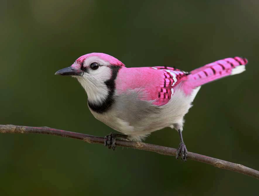 Photoshop-Design von RavenNight für DesignCrowd (Community Contests) | Design #8995922