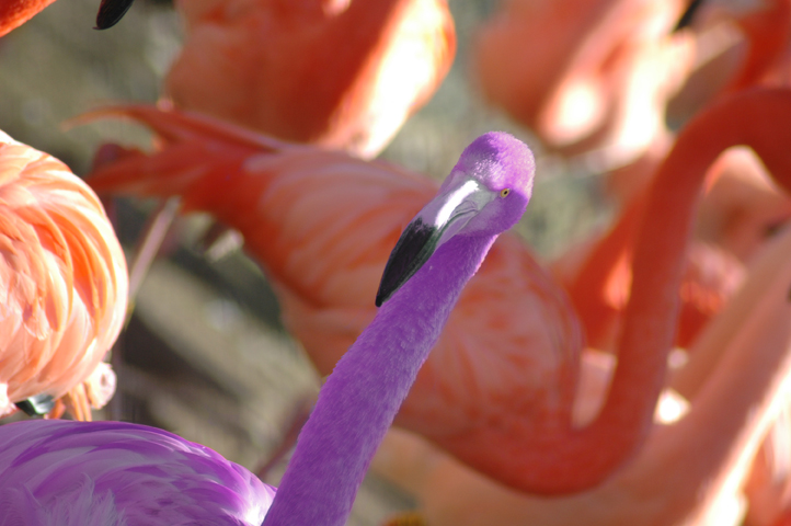 Photoshop Design by ladyviolett for DesignCrowd (Community Contests) | Design #8995896