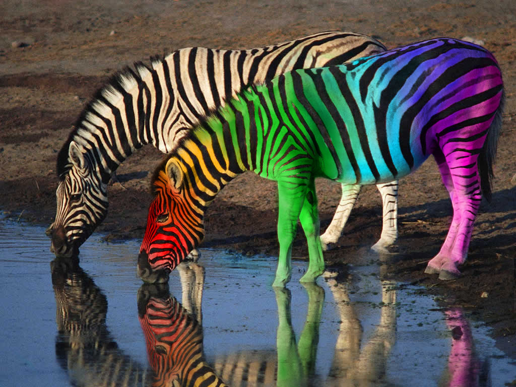 Diseño de Photoshop por Dutchie1 para DesignCrowd (Community Contests) | Diseño #8996020