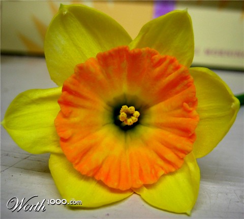 Photography by maureenie
