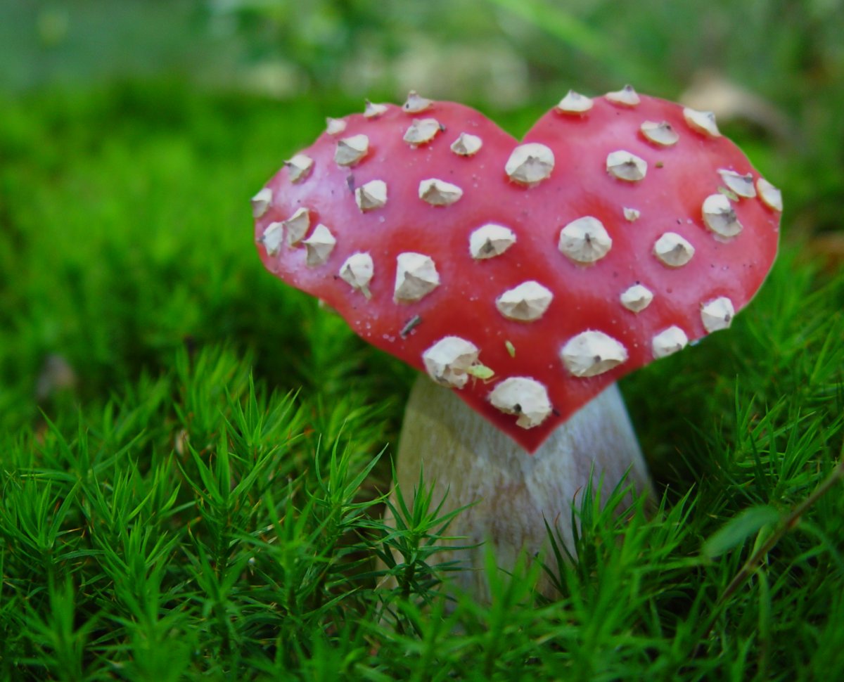 Diseño de Photoshop por doehlman para DesignCrowd (Community Contests) | Diseño #8995383