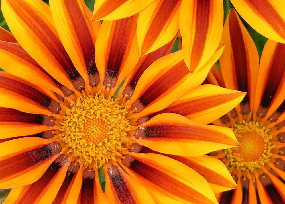 Photography by cliknsnap for DesignCrowd (Community Contests) | Design #8995346