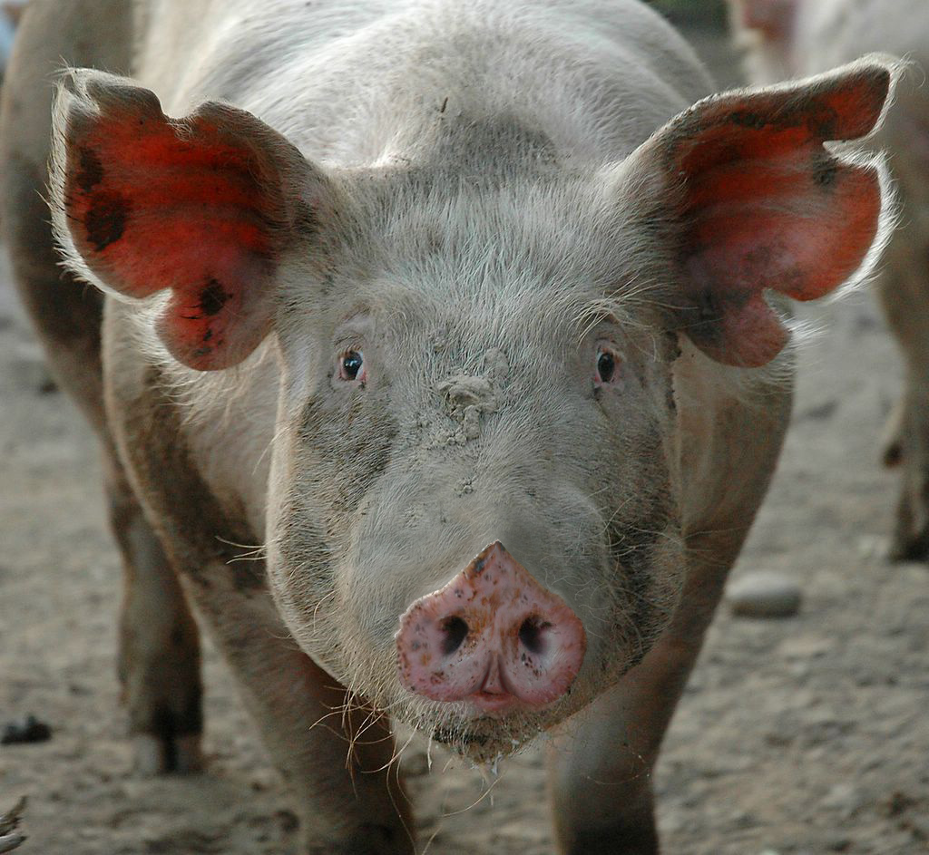 Photoshop Design by Bastrofski for DesignCrowd (Community Contests) | Design #8995386