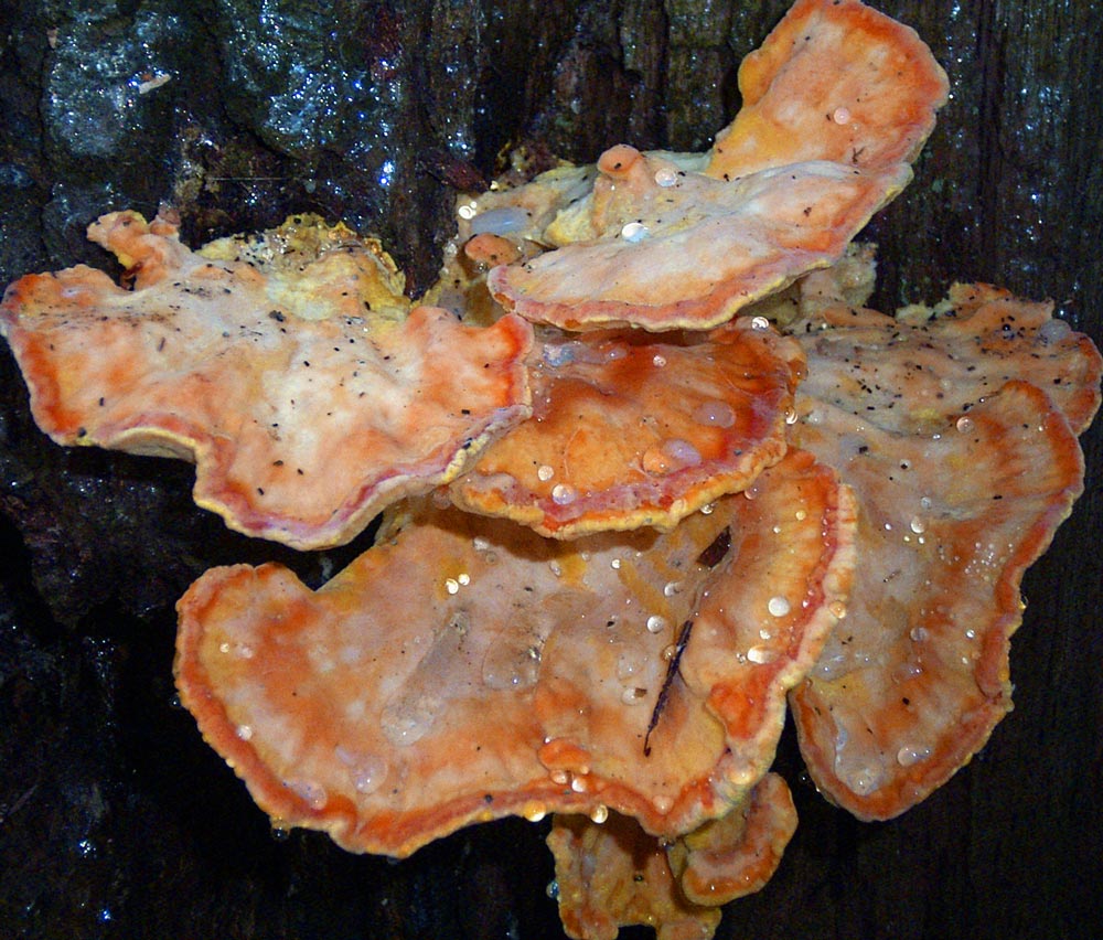 Photographie par charizz pour DesignCrowd (Community Contests) | Design #8995422