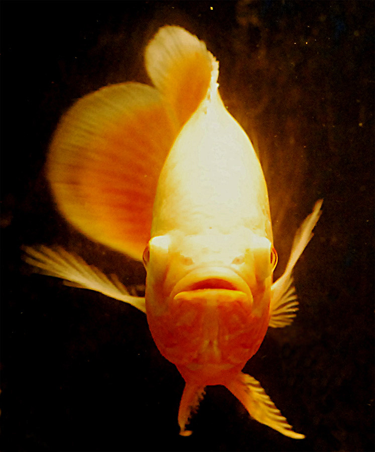 Photography by ClickChick for DesignCrowd (Community Contests) | Design #8995434