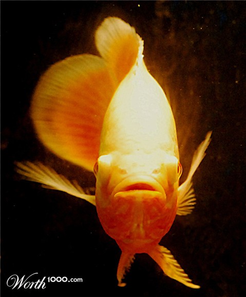 Photography by ClickChick