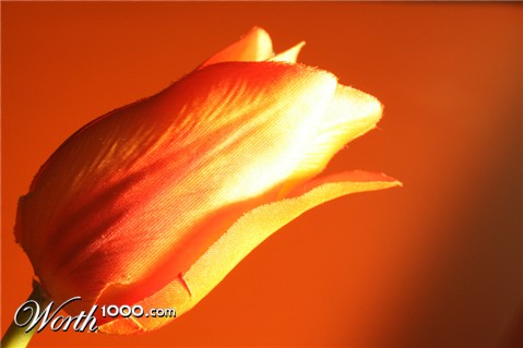 Photography by jckloop