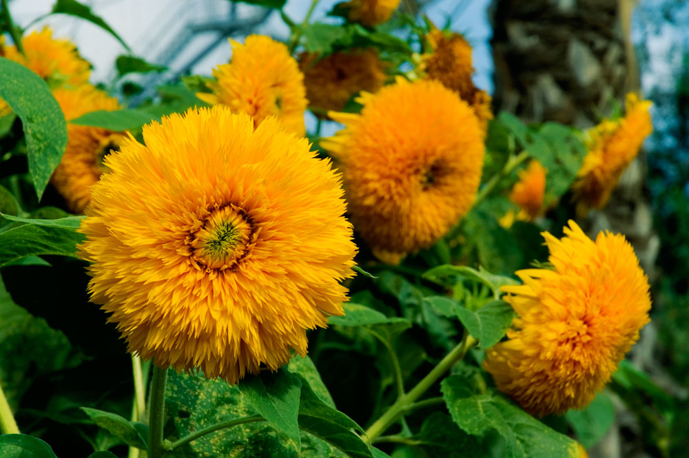 Fotografie von AlastairI für DesignCrowd (Community Contests) | Design #8995618