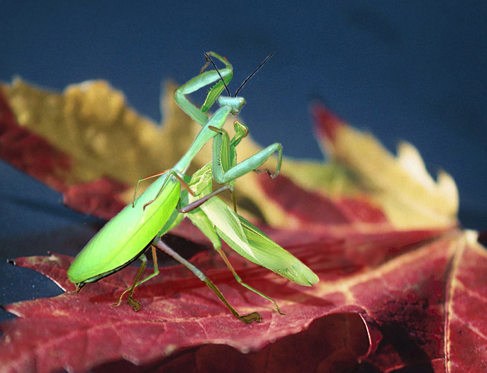 Photoshop Design by bicyclewilli for DesignCrowd (Community Contests) | Design #8995478