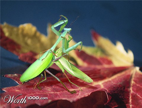 Photoshop Design by bicyclewilli