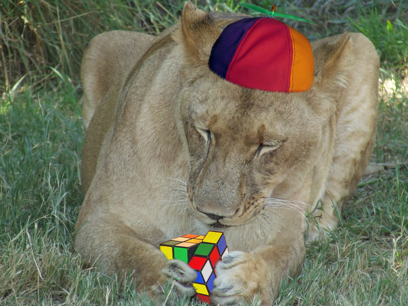 Photoshop Design by Monica for DesignCrowd (Community Contests) | Design #8991840