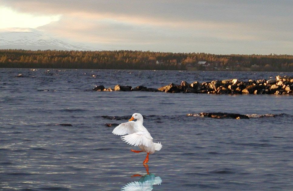 Diseño de Photoshop por Hoppurr para DesignCrowd (Community Contests) | Diseño #8995522