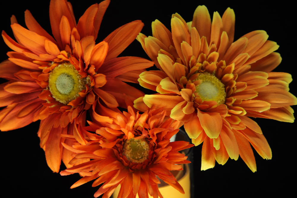 Photography by wellingtonzoo for DesignCrowd (Community Contests) | Design #8995609