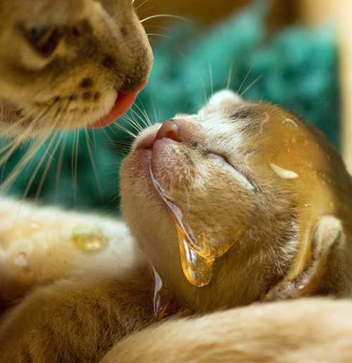 Photoshop Design by mzpresto for DesignCrowd (Community Contests) | Design #8994346