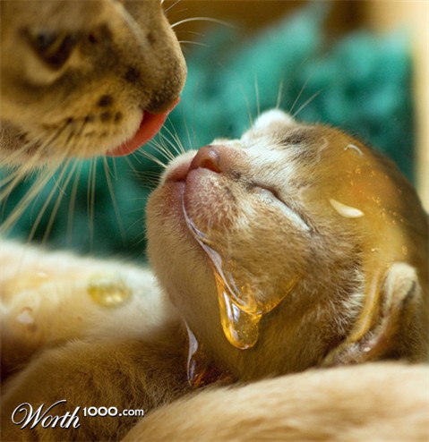 Photoshop Design by mzpresto