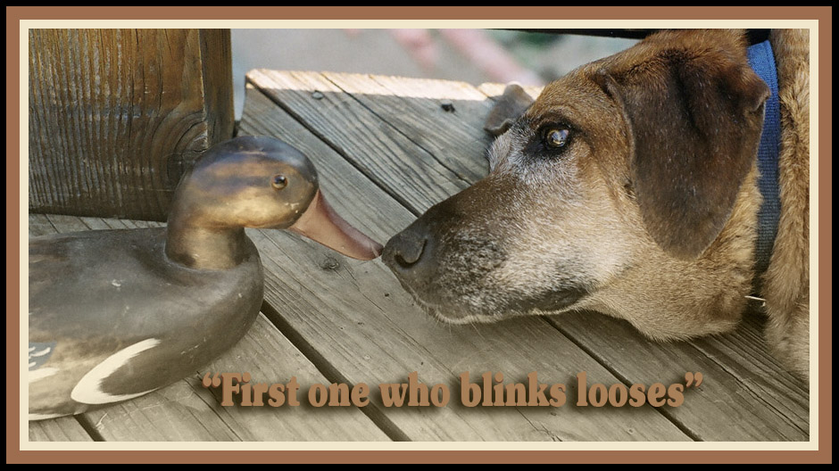 Photography by ClickChick for DesignCrowd (Community Contests) | Design #8996037