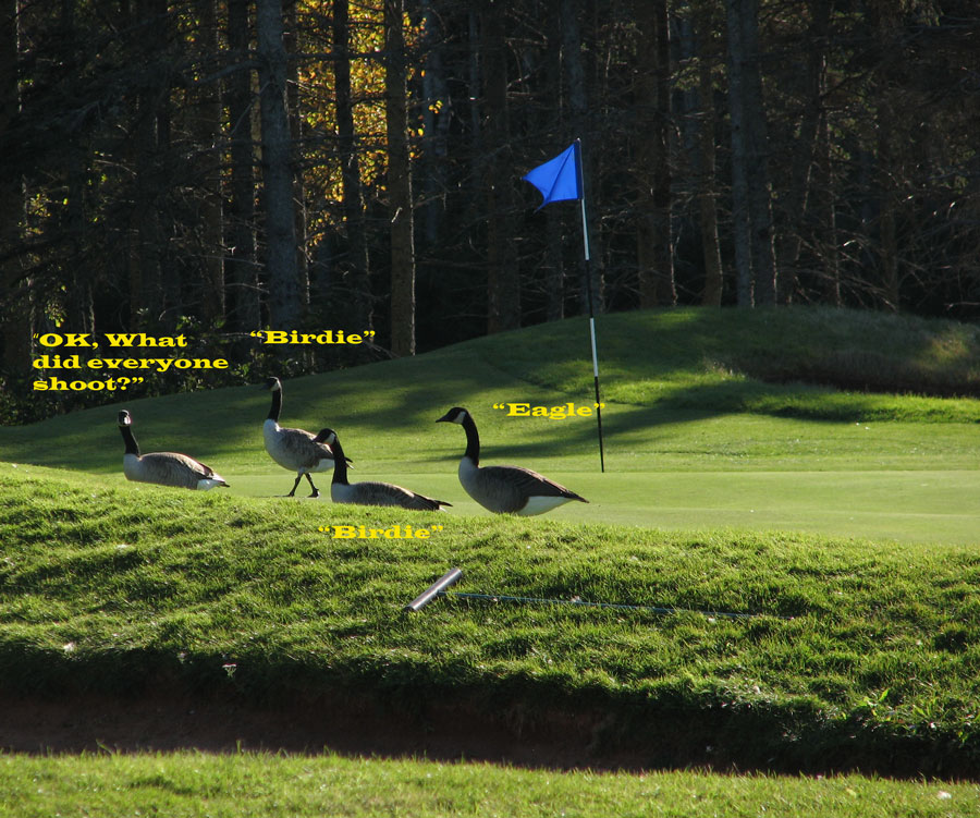 Fotografie von finnabun für DesignCrowd (Community Contests) | Design #8996043