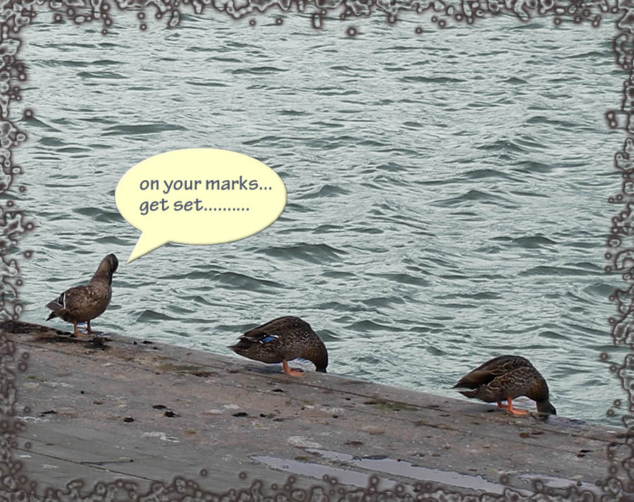 Photography by Andromeda5000 for DesignCrowd (Community Contests) | Design #8996064