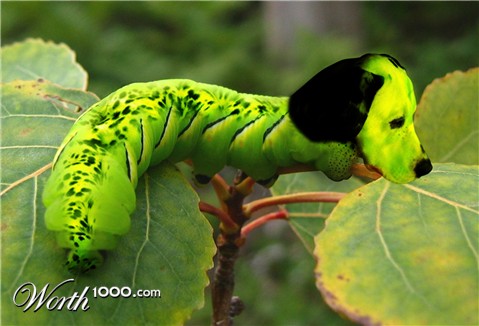 Photoshop Design by Asecka