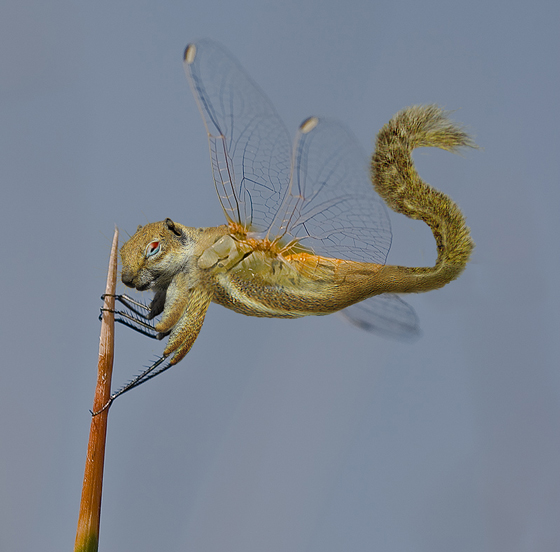 Photoshop Design by elhombreinvisible for DesignCrowd (Community Contests) | Design #8991878