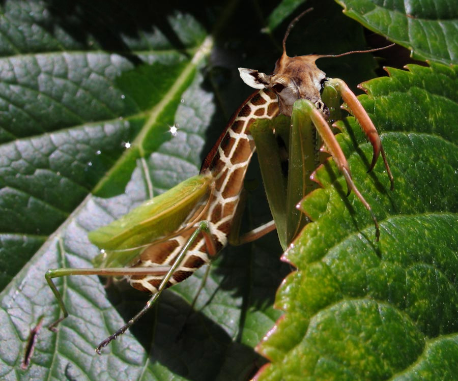 Photoshop Design by PeterAAAWelch for DesignCrowd (Community Contests) | Design #8991875